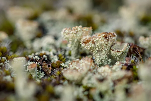 Cladonia liken yosun çiy damlaları — Stok fotoğraf