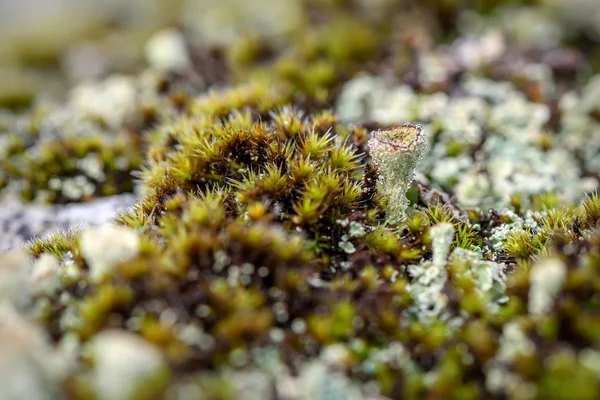 Cladonia lišejník mech Kapky rosy — Stock fotografie