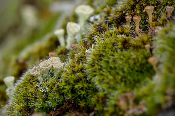 Cladonia lišejník mech Kapky rosy — Stock fotografie