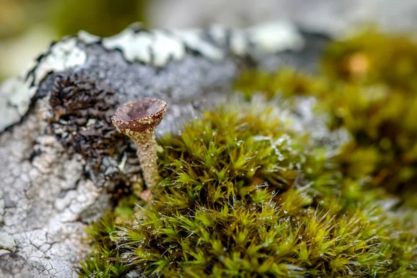 Cladonia liken yosun çiy damlaları — Stok fotoğraf