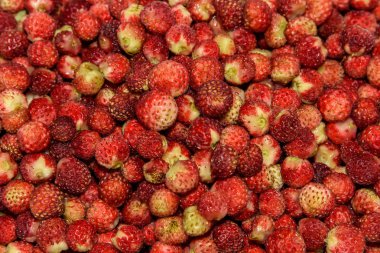 çilek berry serseri takımı