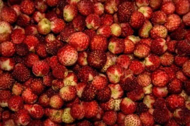 çilek berry serseri takımı