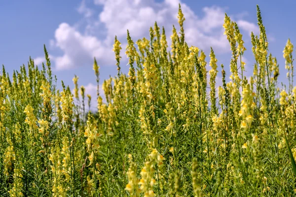 Prairie de snapdragon fleurs sauvages jaunes — Photo