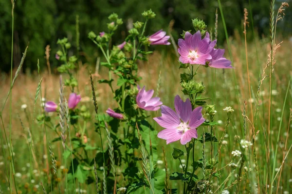 Pink flowers mallow meadow grass — Stock Photo, Image