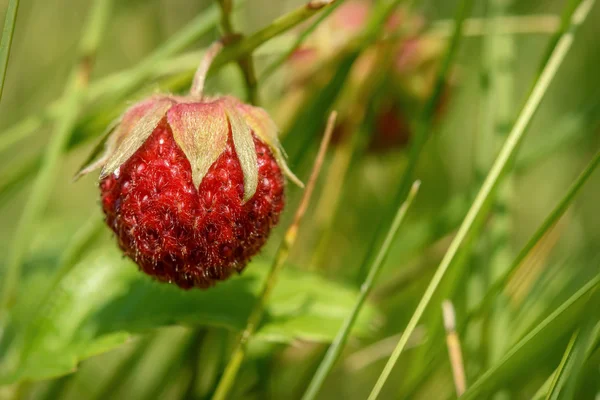 Strawberries berry wild closeup — Stock Photo, Image