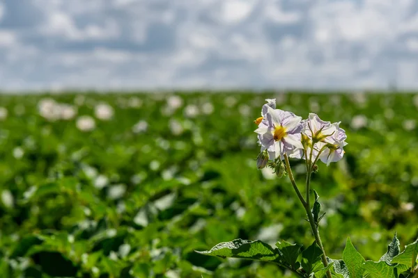 Potato field flowers agriculture — Stock Photo, Image