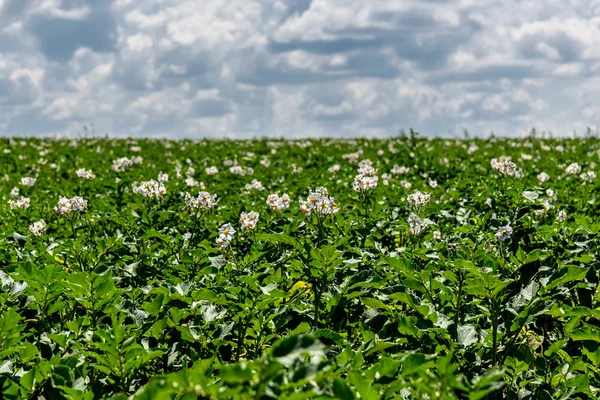 Potato field flowers agriculture — Stock Photo, Image