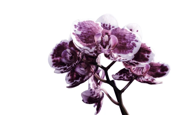 Orquídea borgoña aislada blanca — Foto de Stock