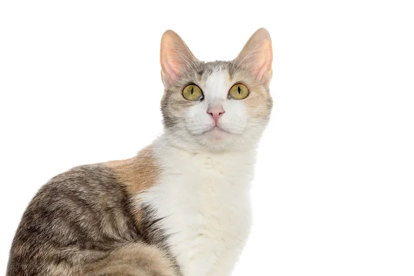 Katzenporträt tricolor weiß — Stockfoto