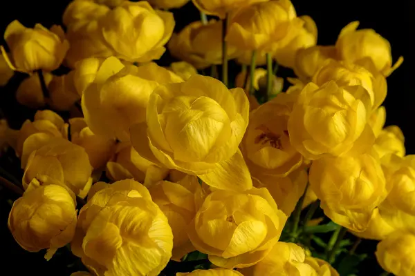 Yellow wild flowers bouquet Trollius europaeus — Stock Photo, Image