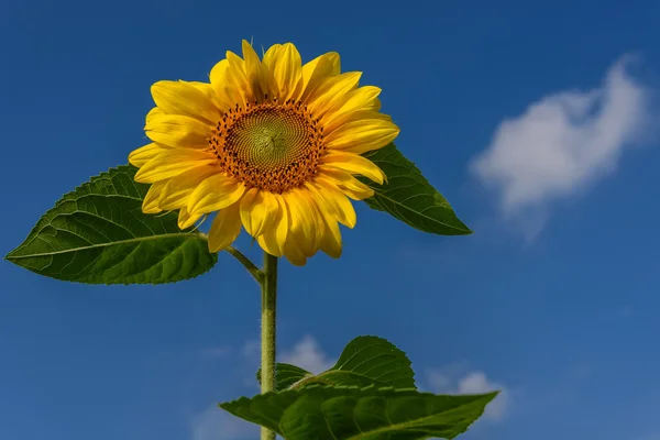 Kwiat słonecznika niebo zbliżenie — Zdjęcie stockowe