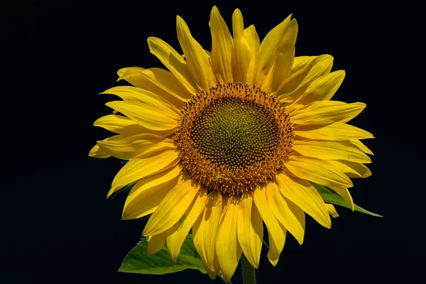 Tournesol fleur ciel gros plan noir fond — Photo