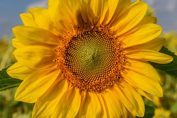 黄色の向日葵の花クローズ アップ — ストック写真
