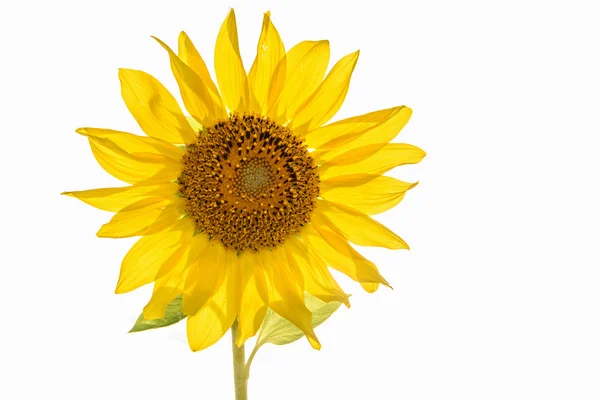 Sunflower flower closeup isolated — Stock Photo, Image