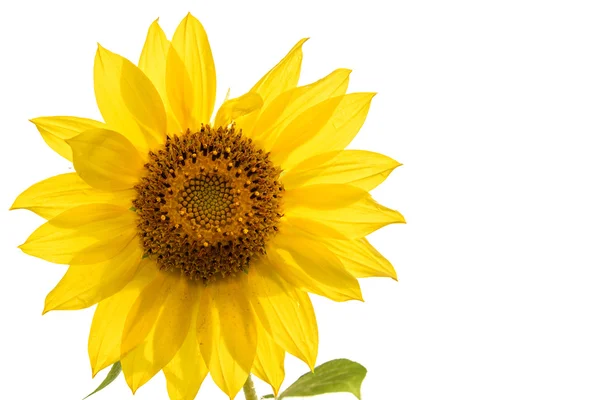 Sunflower flower closeup isolated — Stock Photo, Image