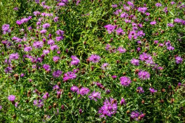 pembe Peygamber çiçegi çayır 