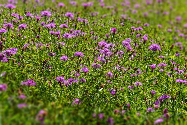 핑크 cornflowers 야생 꽃 초원 — 스톡 사진