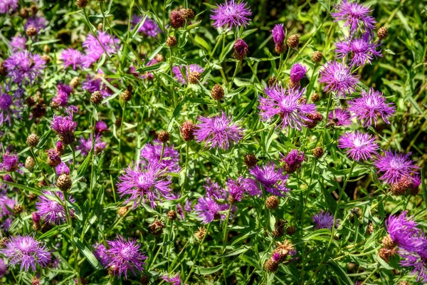 Pink cornflowers wild flowers meadow — Stock Photo, Image