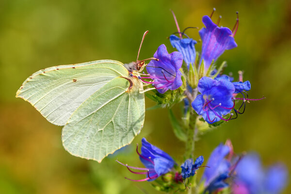 butterfly flower closeup Gonepteryx rhamni