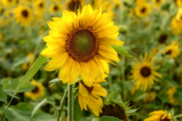 Kwiat słonecznika zbliżenie żółty — Zdjęcie stockowe