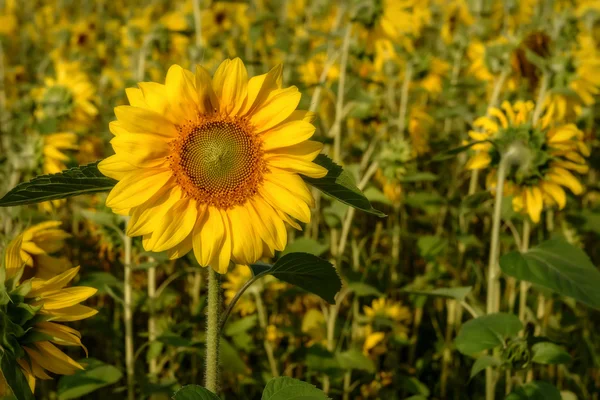 Kwiat słonecznika zbliżenie żółty — Zdjęcie stockowe