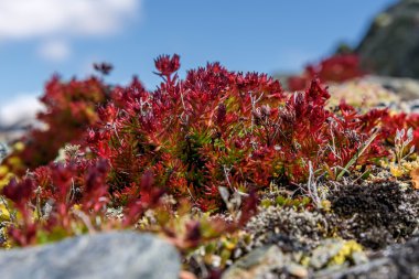 Kayalar ve mavi gökyüzü bulutlu dağlarda bir arka plan üzerinde kırmızı egzotik çiçekler Rhodiola rosea closeup ile güzel çiçek arka plan