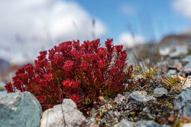Kayalar ve mavi gökyüzü bulutlu dağlarda bir arka plan üzerinde kırmızı egzotik çiçekler Rhodiola rosea closeup ile güzel çiçek arka plan