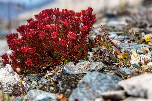 Virágok Rhodiola rosea roseroot hegyek — Stock Fotó