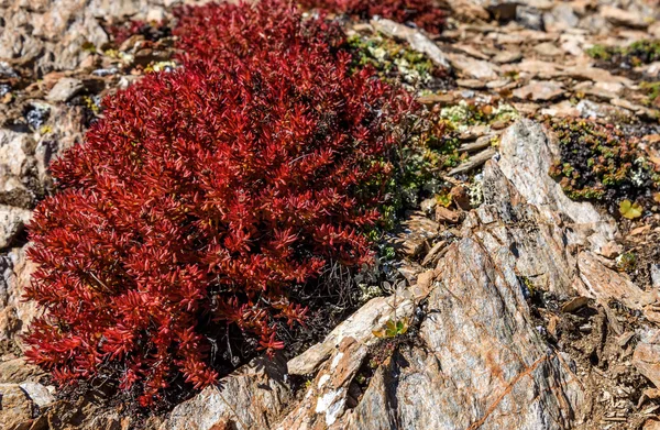 Krásné Květinové Přirozeného Pozadí Červenými Exotické Květy Rhodiola Rosea Closeup — Stock fotografie