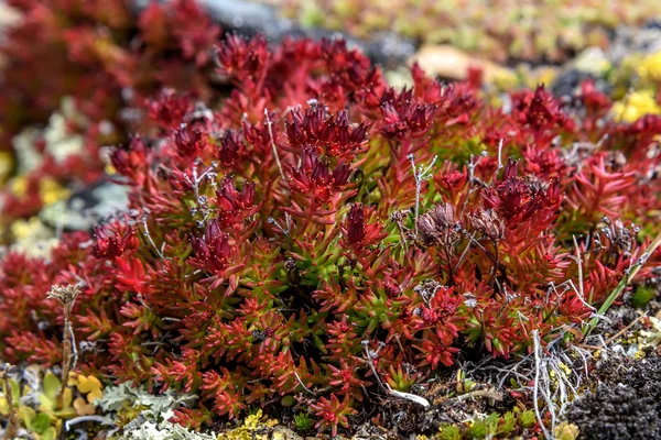 山の岩の背景に赤のエキゾチックな花ロディオラ バラ色クローズ アップと美しい花の自然な背景 — ストック写真