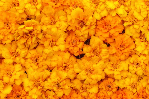 Flowers marigold background yellow — Stock Photo, Image