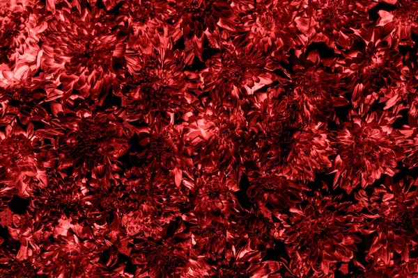 Flores crisântemo fundo vermelho — Fotografia de Stock