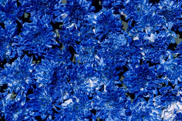 Flowers chrysanthemum background blue — Stock Photo, Image