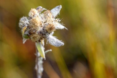 Edelweiss çiçek portre
