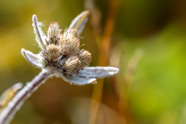 Zbliżenie kwiatów Edelweiss — Zdjęcie stockowe