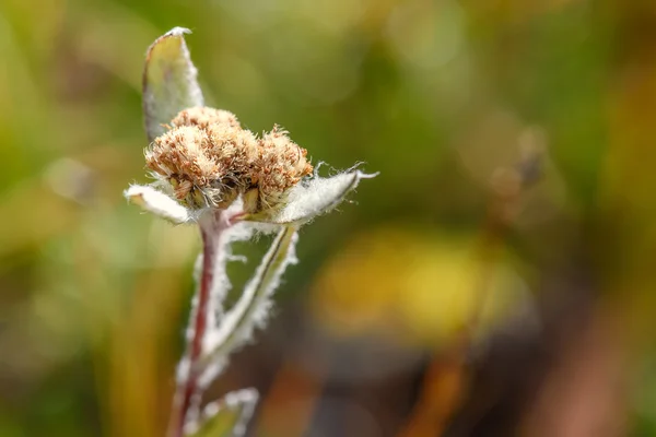 Edelweiss bloem close-up — Stockfoto