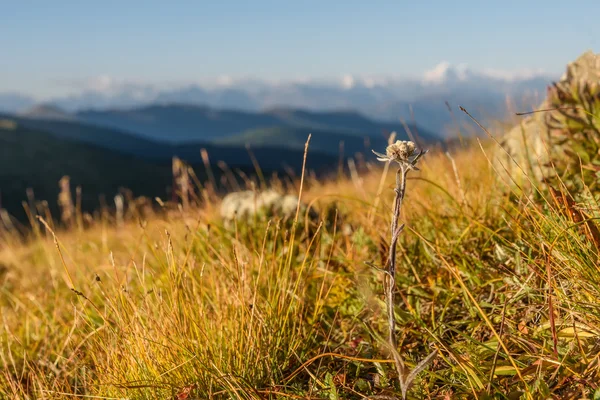 Pozadí horská květina Edelweiss — Stock fotografie