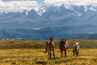 highlands dağ atlar çayıra