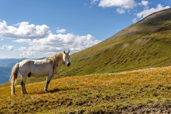 Mountain horse pasture highlands — Stock Photo, Image