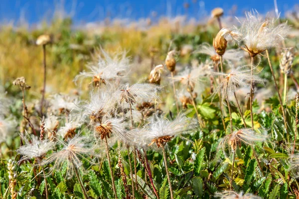 Flower mountain white fluffy — Stock Photo, Image