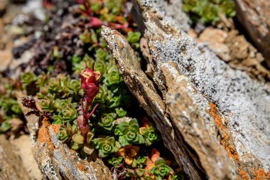 çiçek kaktüs kırmızı dağlar taşlar