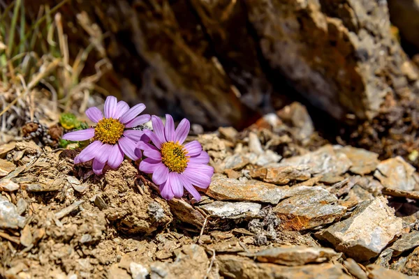 Roze daisy bloemen bergen stenen — Stockfoto