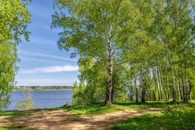 Nehir nehir ve yolun kıyısında bir huş Grove'da yeşil yaprakları ile uzun ince huş ağaçlarıyla güzel manzara