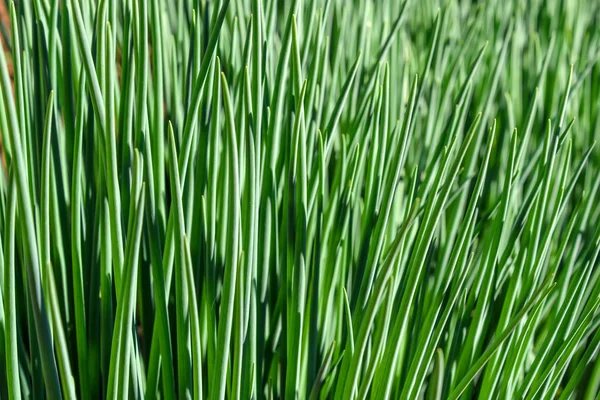 Abstract Green Natural Background Bunches Young Green Onion Plant Growing — Stock Photo, Image