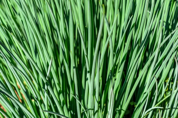 Abstract Green Natural Background Bunches Young Green Onion Plant Growing — Stock Photo, Image