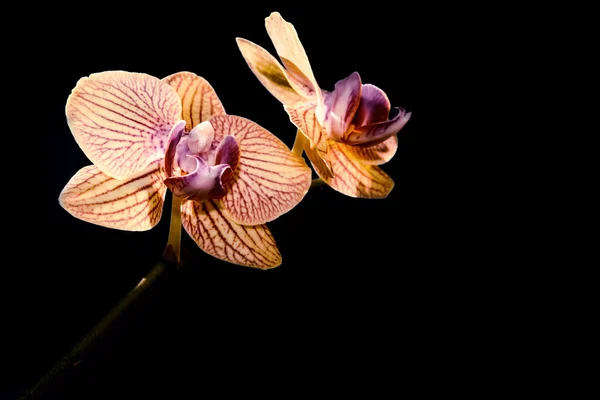 Yellow orchid isolated black — Stock Photo, Image