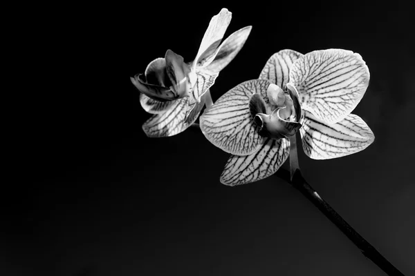 Biały, storczyk czarne na białym tle — Zdjęcie stockowe