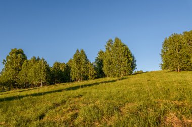 Grove yaprakları ağaçların huş ağacı