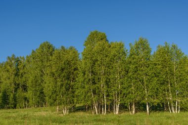 Grove yaprakları ağaçların huş ağacı
