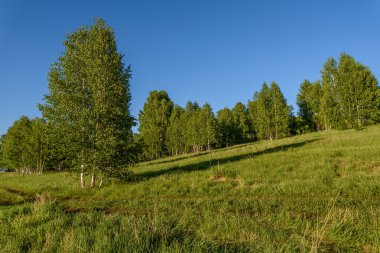 Grove yaprakları ağaçların huş ağacı